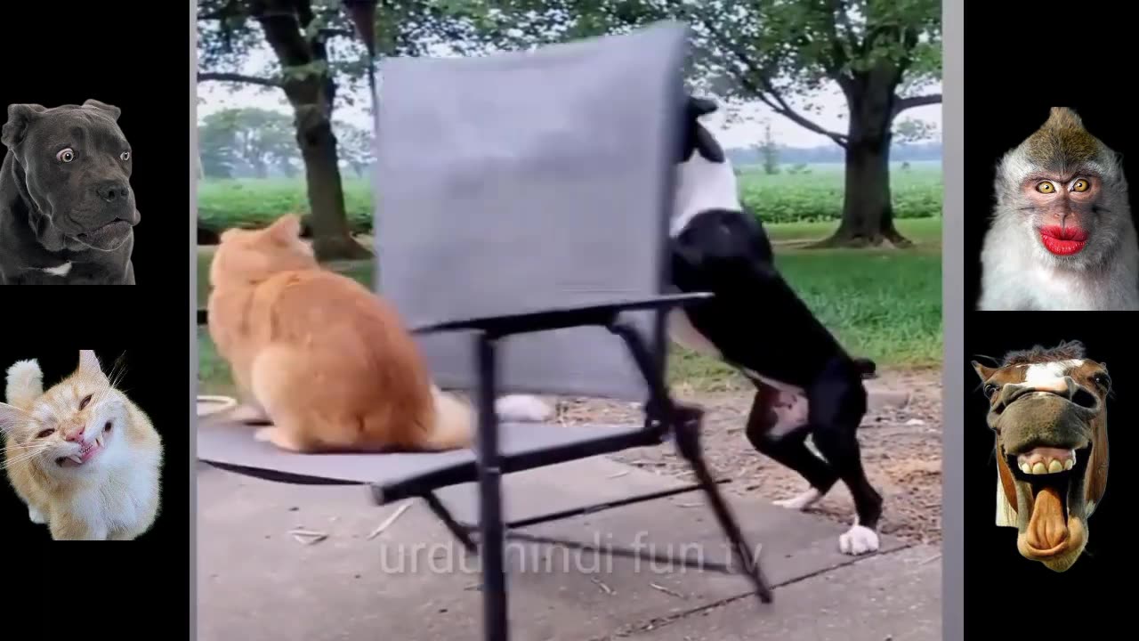 Top funny animal clips,most funny animal videos,funny dogs,funny cats,funny animals