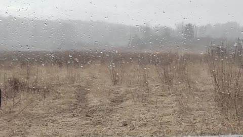 Snowy Sheep Visit