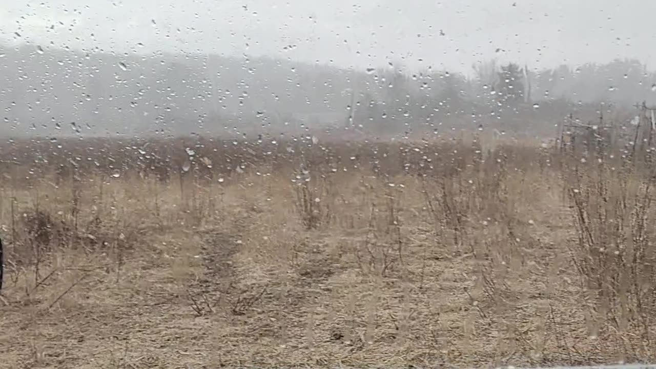 Snowy Sheep Visit