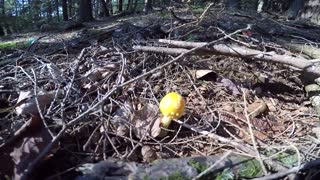 Mushroom