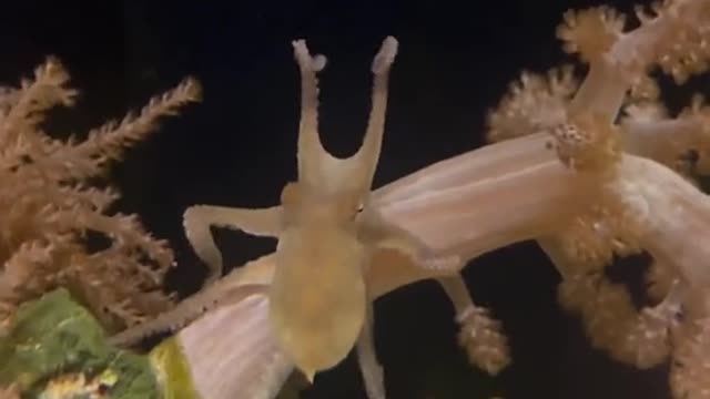 How my octopus reacts to strangers