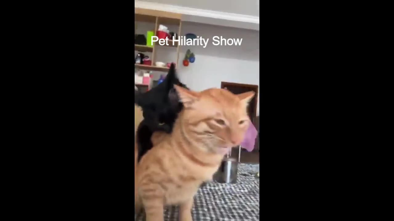 😂😸The Great Comedy Cats | 😸😂funny animals world | funny cats😸 | funny animal😂 videos-2023😸😂