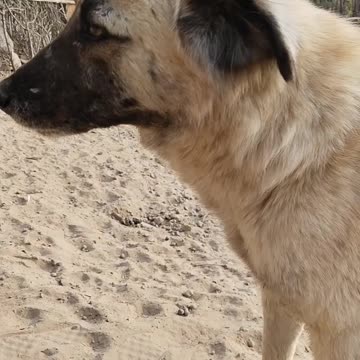 pet dad of stray puppies who is cool 🐶