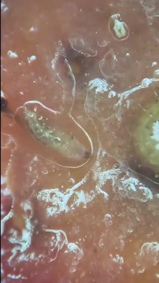 You're Eating THESE MICROBUGS in You Strawberries!!!