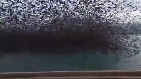 Thousands of Starling's in the city of Patras Greece