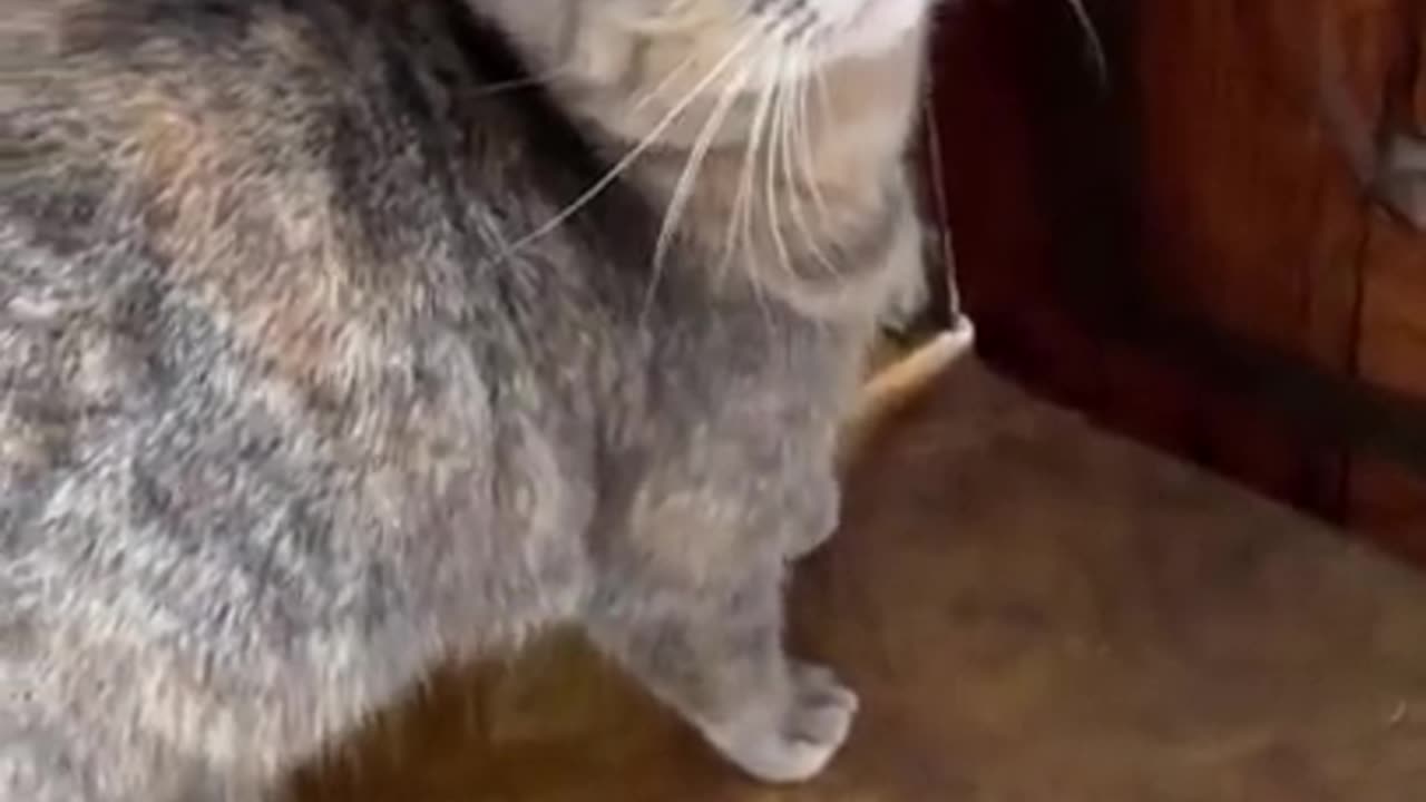 Sweet sounds of a cat.