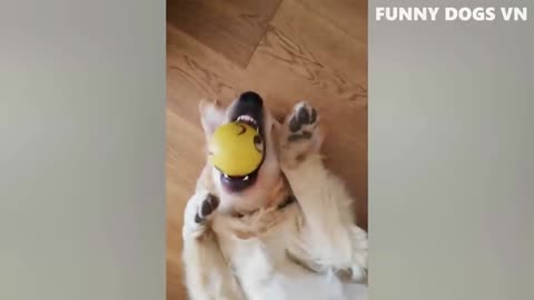 Hilarious funny animal video