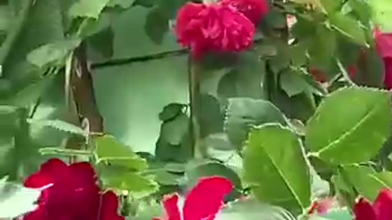 #viral/#good video