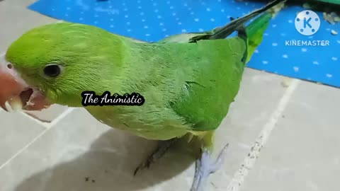 Green parrot out of cage