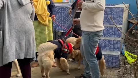 Dogs party