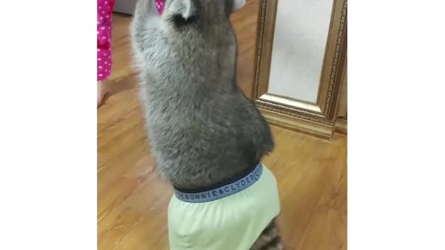 Raccoon wears owner's underwear