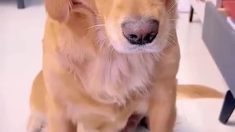 Intelligent dog and foolish pig