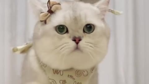 I am allergic to cat hair.