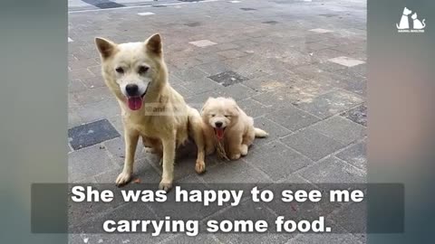 Puppies Kneel with their Mama at the store begging for help, they were desperate.
