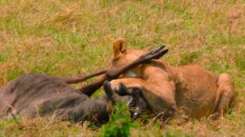 The Shocking Ending to the Lion Brothers’ Story