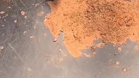 Field Mouse With a Bunch of Babies