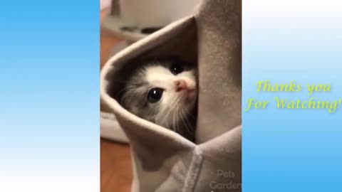 😂Funniest 🐶 Dogs and 😻 Cats _ Funny Animal videos _ Funny Dog Videos _Awesome Pets Funny video 😇