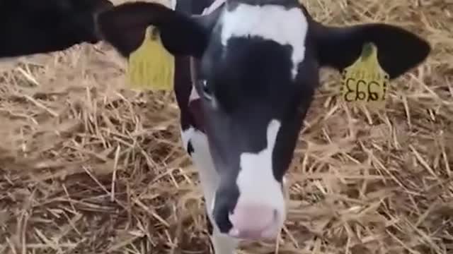 je suis le laitier mon lait est délicieux