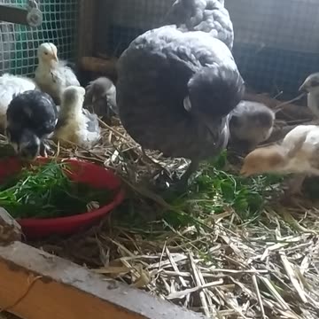 Fiona 🐔 and her 13 🐤🐣🐣🐤🐤