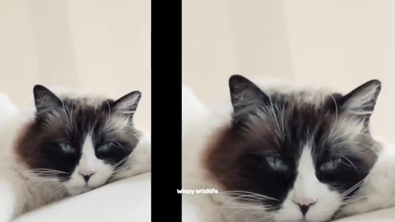 Cute cat cutipie