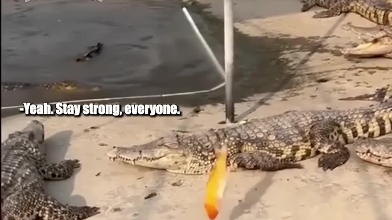 Hilarious Reptile/Amphibian voiceover compilation.