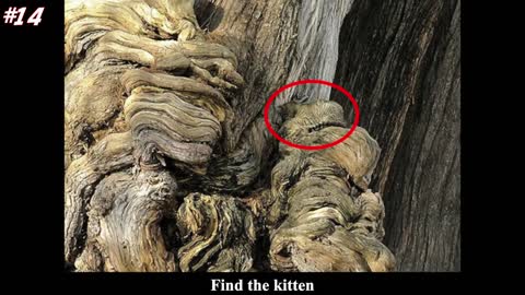 Hilarious Animals Who Are The Absolute Champions Of Hide And Seek#12