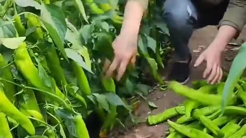 Unic Chilli farming 🧺