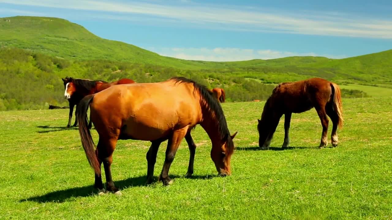 5 MINUTES of BEAUTIFUL THOROUGHBRED HORSES