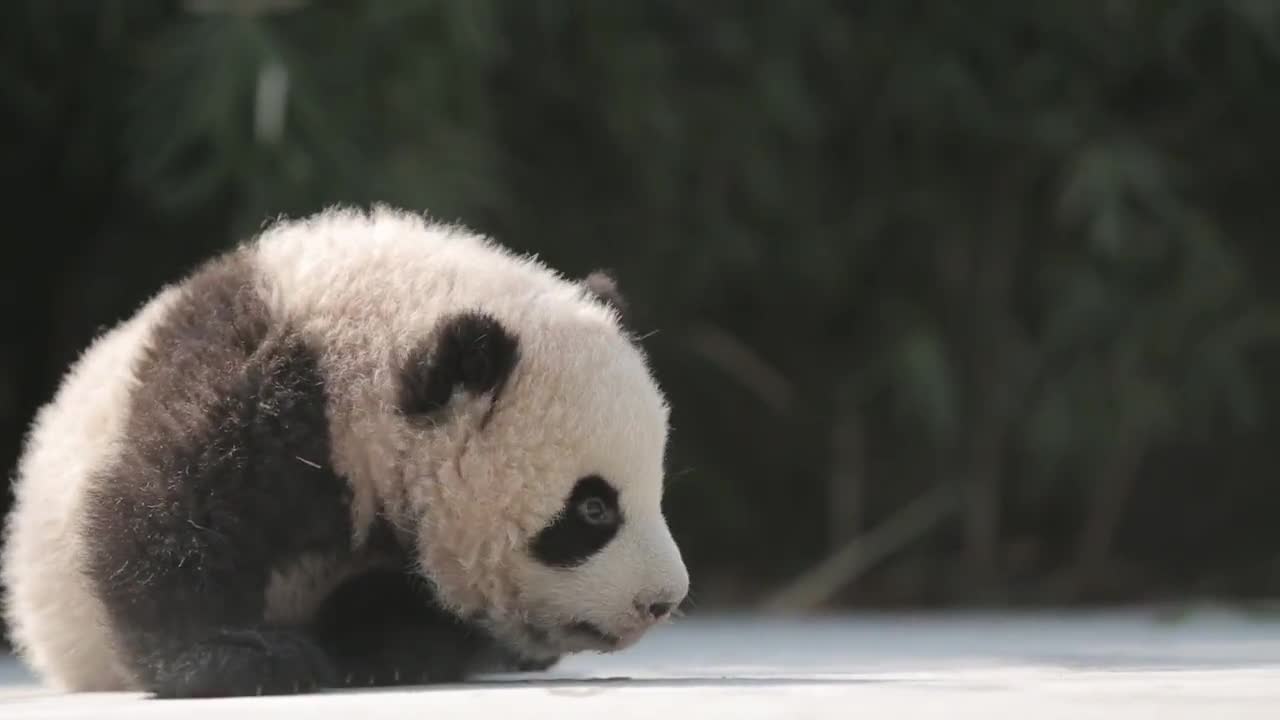 Olaf the Giant Panda