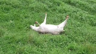 Fainting Goats