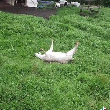 Fainting Goats