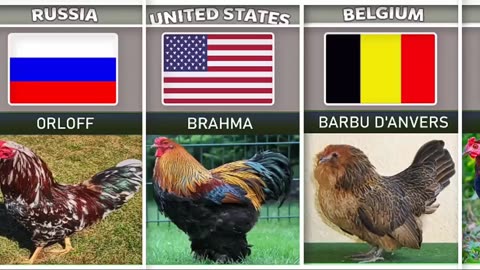 Various types of Chicken Brand from Different Countries