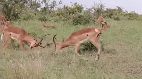 Wild life fight Survive