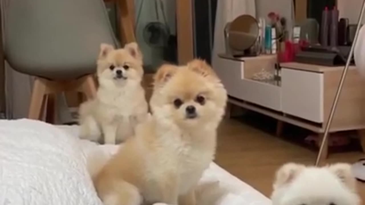 3 Most Adorable Dog Moment That Will Make You Smile!