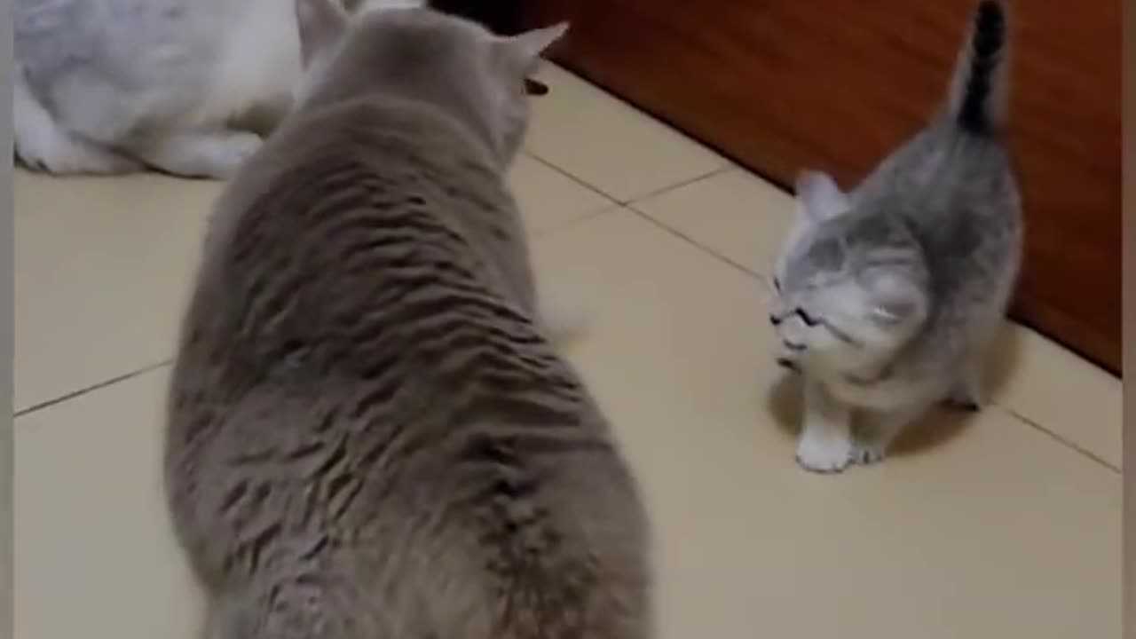 a mother cat revinging her kitten baby