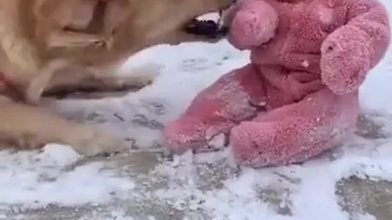 Puppy playing with baby