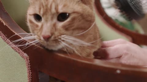 brushing cat short video