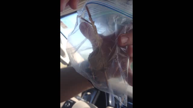 Family finds insect nest in their car