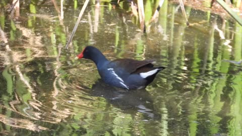 A visit to "The Bird Seeing Preserve" in Henderson Nevada.