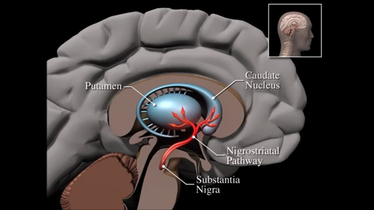 8 The thalamus