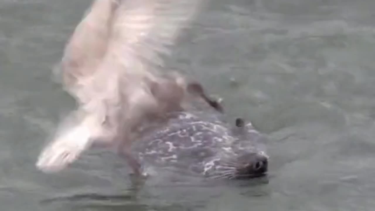 SEAGULL ATTACKS SEAL!