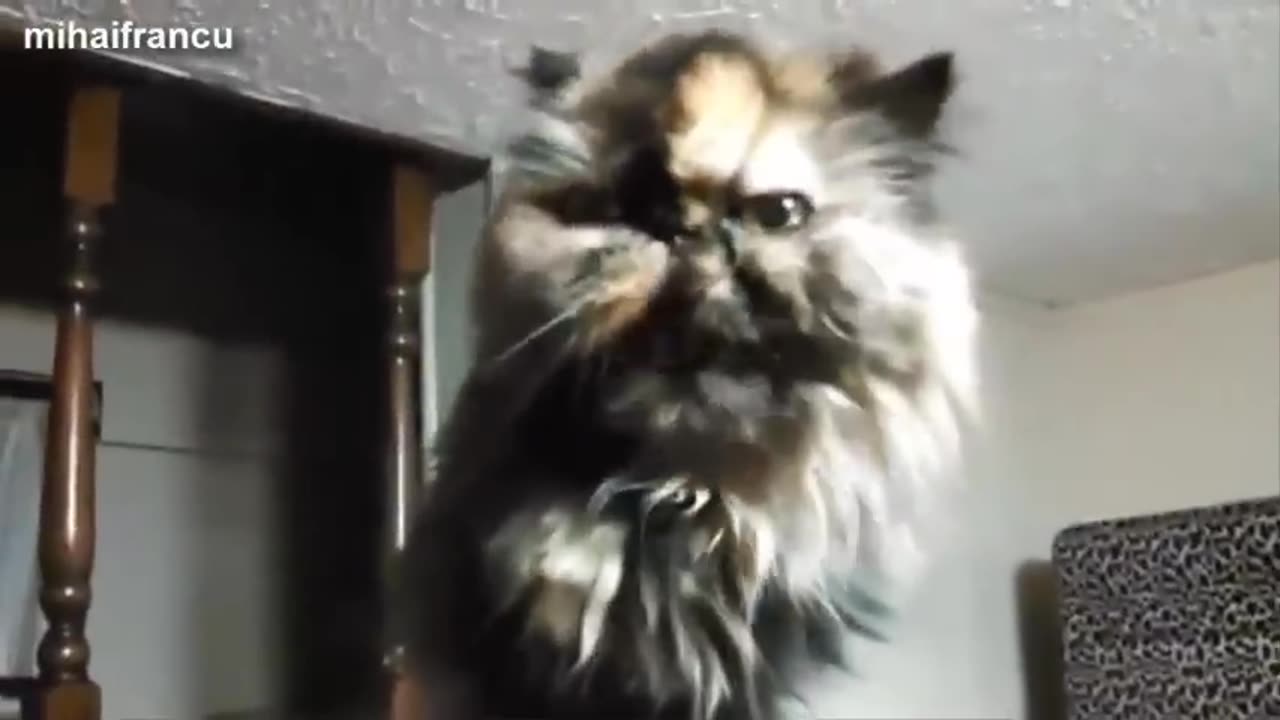 Funny Cats And Kittens Meowing Compilation 2015 NEW_480p