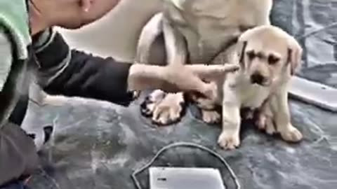 Caring mother dog