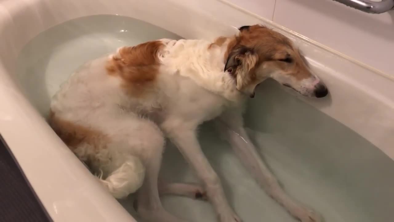 お風呂大好きボルゾイ BORZOI LIKES BATH A LOT