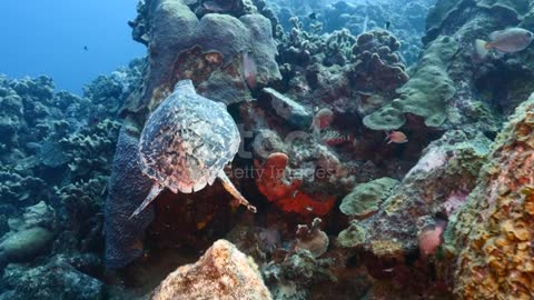 marine creatures in natural habitat around Curaçao /Dutch Antilles