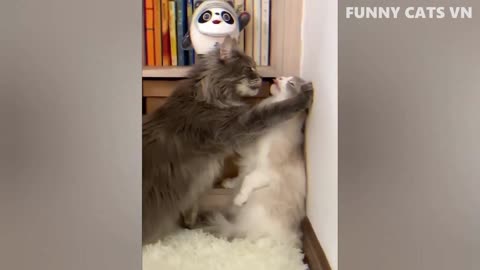 Best Funny Animal Videos 2022 - Funniest Cats And Dogs Video