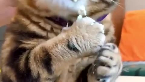 "Hilarious Cat Mealtime Mayhem: Food Frenzy Fiesta!"