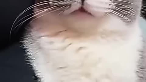 Cat is so funny