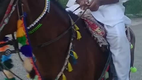 Hourse in race