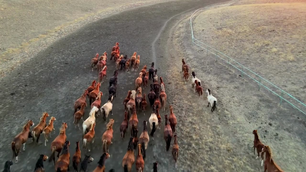 Horse, (Equus caballus)